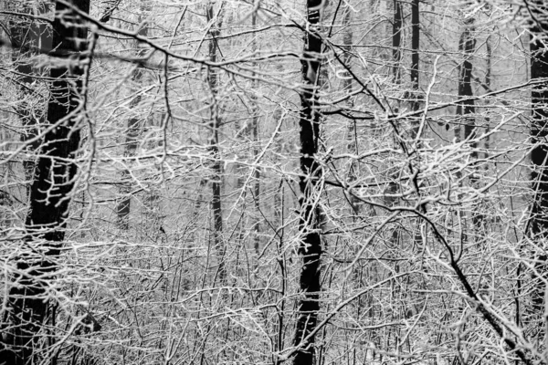 Prachtig Winterlandschap Het Europese Bos Sneeuw Bomen Enigmatische Verbazingwekkende Winter — Stockfoto