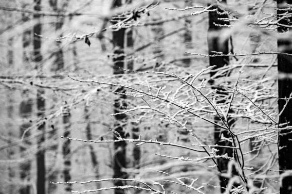 Prachtig Winterlandschap Het Europese Bos Sneeuw Bomen Enigmatische Verbazingwekkende Winter — Stockfoto