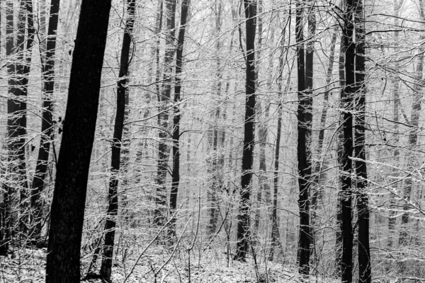 Prachtig Winterlandschap Het Europese Bos Sneeuw Bomen Enigmatische Verbazingwekkende Winter — Stockfoto