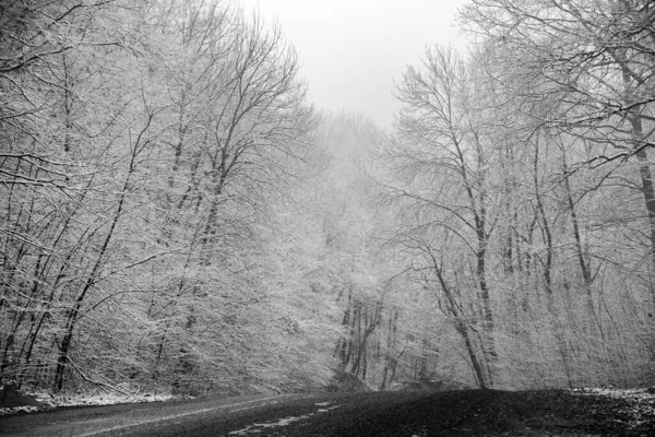 Schöne Winterlandschaft Europäischen Wald Schnee Auf Den Bäumen Rätselhafte Und — Stockfoto