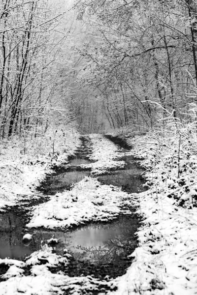 Beautiful Winter Landscape European Forest Snow Trees Enigmatic Amazing Winter — Stock Photo, Image