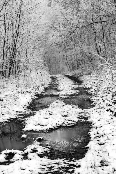 Bellissimo Paesaggio Invernale Nella Foresta Europea Neve Sugli Alberi Natura — Foto Stock