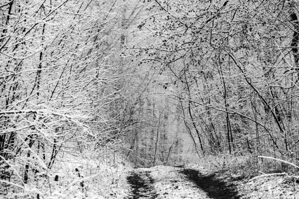 Avrupa ormanlarındaki güzel kış manzarası. Ağaçlardaki kar. Esrarengiz ve şaşırtıcı kış doğası siyah beyaz. Buzlu ağaçların dalları.