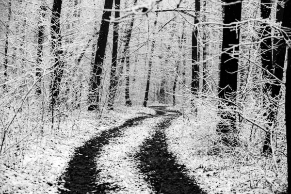 Avrupa Ormanlarındaki Güzel Kış Manzarası Ağaçlardaki Kar Esrarengiz Şaşırtıcı Kış — Stok fotoğraf