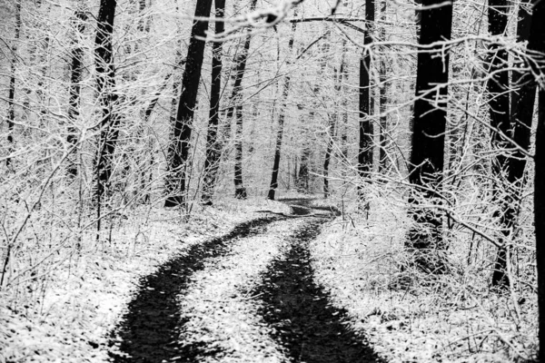 Schöne Winterlandschaft Europäischen Wald Schnee Auf Den Bäumen Rätselhafte Und — Stockfoto