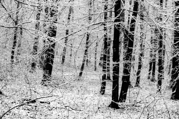 Prachtig Winterlandschap Het Europese Bos Sneeuw Bomen Enigmatische Verbazingwekkende Winter — Stockfoto