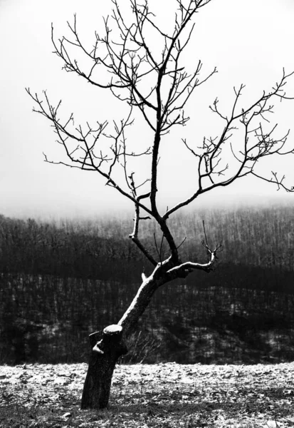 Bela Paisagem Inverno Floresta Europeia Neve Nas Árvores Enigmática Incrível — Fotografia de Stock