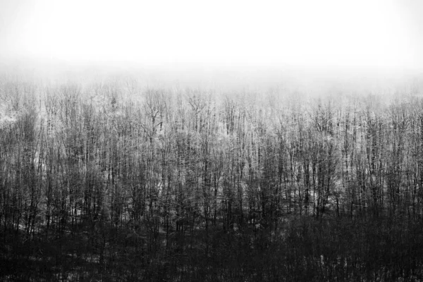 Прекрасний Зимовий Пейзаж Європейському Лісі Сніг Деревах Енігматична Дивовижна Зимова — стокове фото