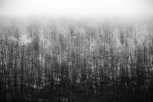 Avrupa Ormanlarındaki Güzel Kış Manzarası Ağaçlardaki Kar Esrarengiz Şaşırtıcı Kış — Stok fotoğraf