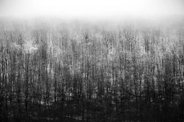 Hermoso Paisaje Invernal Bosque Europeo Nieve Los Árboles Enigmática Increíble — Foto de Stock