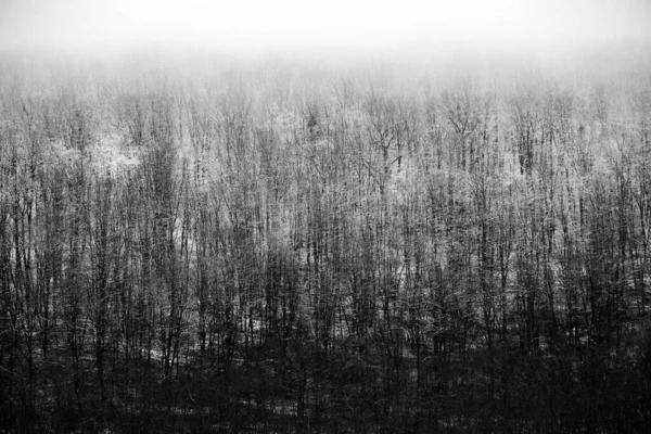 Hermoso Paisaje Invernal Bosque Europeo Nieve Los Árboles Enigmática Increíble — Foto de Stock