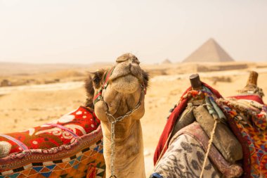 Ünlü Mısır Giza Piramitleri. Mısır 'da manzara. Çölde piramit. Afrika. Dünyanın Mucizesi