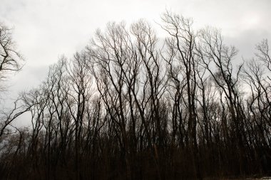Kurumuş ağaç deseni beyaz boş gökyüzüne karşı kırılır. Ağaç brançının silueti.