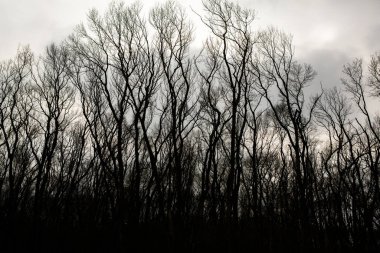 Kurumuş ağaç deseni beyaz boş gökyüzüne karşı kırılır. Ağaç brançının silueti.