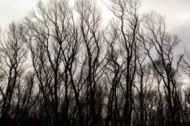 Kurumuş ağaç deseni beyaz boş gökyüzüne karşı kırılır. Ağaç brançının silueti.