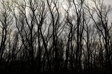 Kurumuş ağaç deseni beyaz boş gökyüzüne karşı kırılır. Ağaç brançının silueti.