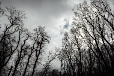 Kurumuş ağaç deseni beyaz boş gökyüzüne karşı kırılır. Ağaç brançının silueti.