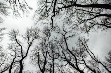 Kurumuş ağaç deseni beyaz boş gökyüzüne karşı kırılır. Ağaç brançının silueti.