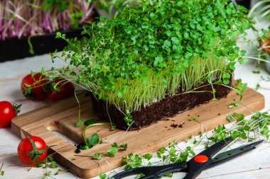 Farklı türde mikro yeşil dereotu filizleri. Evde tohum yetiştirme. Organik çiğ yiyecekler. Bezelye, roka, ayçiçeği, kırmızı lahana..