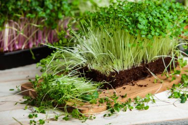 Farklı türde mikro yeşil dereotu filizleri. Evde tohum yetiştirme. Organik çiğ yiyecekler. Bezelye, roka, ayçiçeği, kırmızı lahana..