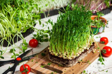 Farklı türde mikro yeşil dereotu filizleri. Evde tohum yetiştirme. Organik çiğ yiyecekler. Bezelye, roka, ayçiçeği, kırmızı lahana..