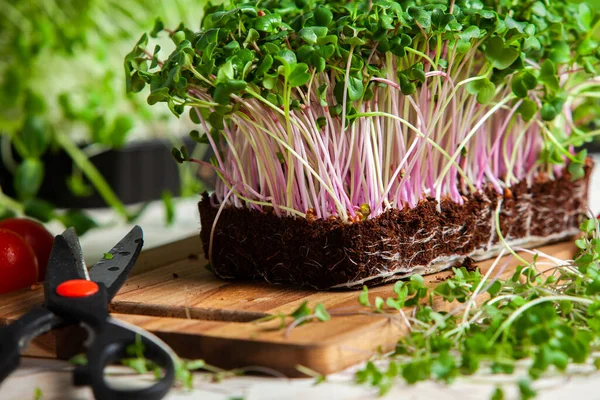 Different types of micro green dill sprouts.  Growing seed germination at home. Organic raw food. Peas, arugula, sunflower, red cabbage.