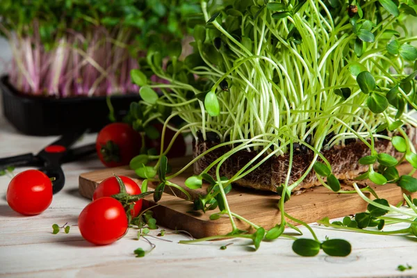 Different types of micro green dill sprouts.  Growing seed germination at home. Organic raw food. Peas, arugula, sunflower, red cabbage.