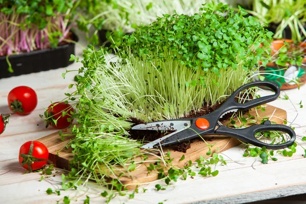 Different types of micro green dill sprouts.  Growing seed germination at home. Organic raw food. Peas, arugula, sunflower, red cabbage.