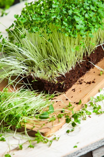 Different types of micro green dill sprouts.  Growing seed germination at home. Organic raw food. Peas, arugula, sunflower, red cabbage.