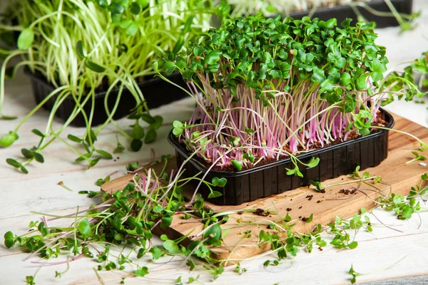 Different types of micro green dill sprouts.  Growing seed germination at home. Organic raw food. Peas, arugula, sunflower, red cabbage.