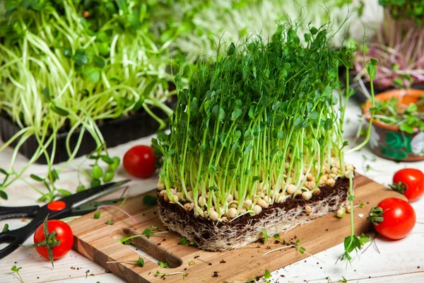 Different types of micro green dill sprouts.  Growing seed germination at home. Organic raw food. Peas, arugula, sunflower, red cabbage.