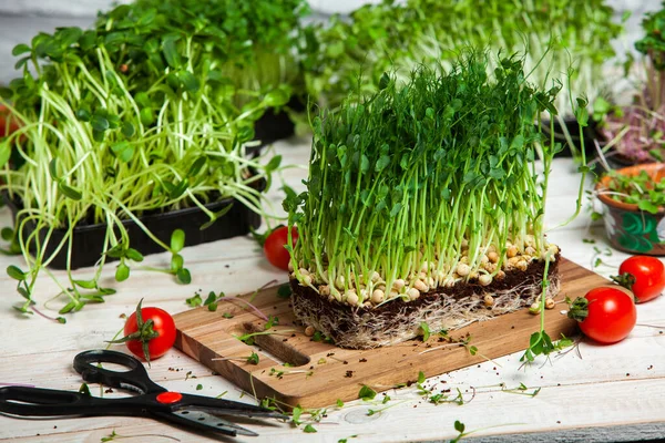 Different types of micro green dill sprouts.  Growing seed germination at home. Organic raw food. Peas, arugula, sunflower, red cabbage.