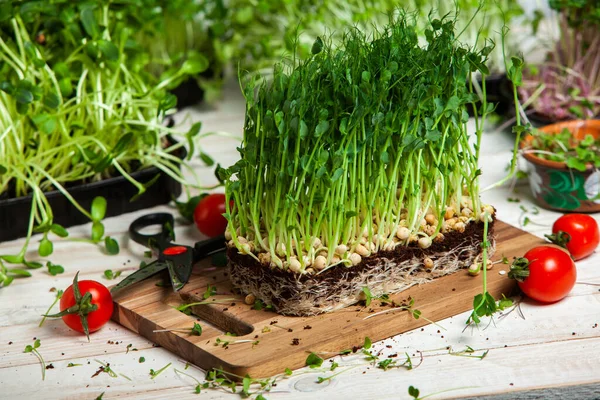 Different types of micro green dill sprouts.  Growing seed germination at home. Organic raw food. Peas, arugula, sunflower, red cabbage.