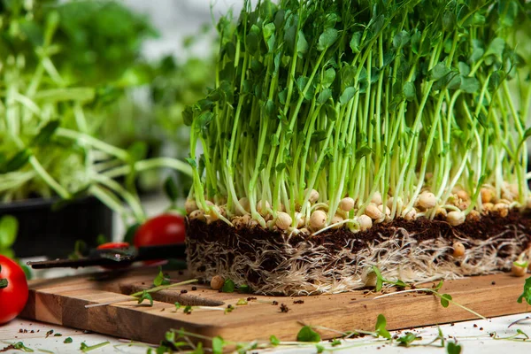 Different types of micro green dill sprouts.  Growing seed germination at home. Organic raw food. Peas, arugula, sunflower, red cabbage.