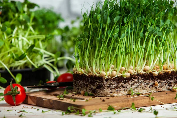 Different types of micro green dill sprouts.  Growing seed germination at home. Organic raw food. Peas, arugula, sunflower, red cabbage.