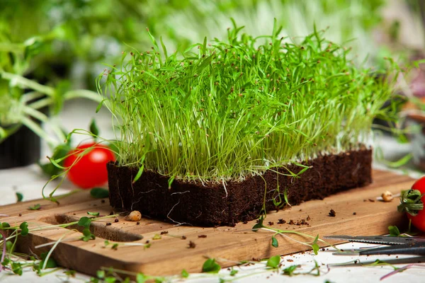 Different types of micro green dill sprouts.  Growing seed germination at home. Organic raw food. Peas, arugula, sunflower, red cabbage.