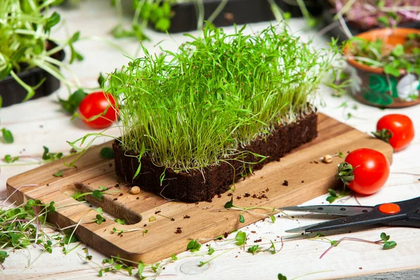 Different types of micro green dill sprouts.  Growing seed germination at home. Organic raw food. Peas, arugula, sunflower, red cabbage.