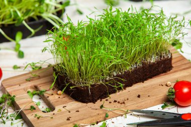 Farklı türde mikro yeşil dereotu filizleri. Evde tohum yetiştirme. Organik çiğ yiyecekler. Bezelye, roka, ayçiçeği, kırmızı lahana..