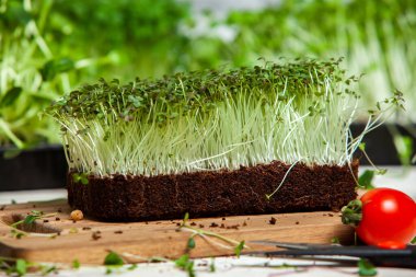 Farklı türde mikro yeşil dereotu filizleri. Evde tohum yetiştirme. Organik çiğ yiyecekler. Bezelye, roka, ayçiçeği, kırmızı lahana..