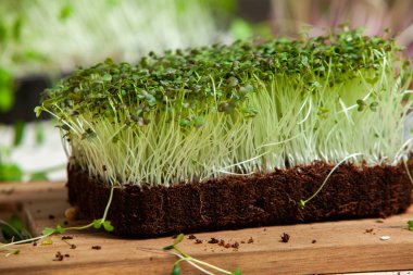 Farklı türde mikro yeşil dereotu filizleri. Evde tohum yetiştirme. Organik çiğ yiyecekler. Bezelye, roka, ayçiçeği, kırmızı lahana..