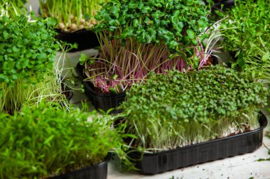 Farklı türde mikro yeşil dereotu filizleri. Evde tohum yetiştirme. Organik çiğ yiyecekler. Bezelye, roka, ayçiçeği, kırmızı lahana..