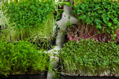 Farklı türde mikro yeşil dereotu filizleri. Evde tohum yetiştirme. Organik çiğ yiyecekler. Bezelye, roka, ayçiçeği, kırmızı lahana..