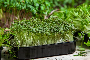 Farklı türde mikro yeşil dereotu filizleri. Evde tohum yetiştirme. Organik çiğ yiyecekler. Bezelye, roka, ayçiçeği, kırmızı lahana..