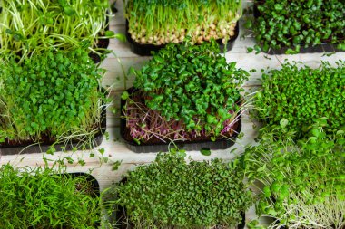 Farklı türde mikro yeşil dereotu filizleri. Evde tohum yetiştirme. Organik çiğ yiyecekler. Bezelye, roka, ayçiçeği, kırmızı lahana..