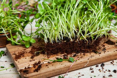 Farklı türde mikro yeşil dereotu filizleri. Evde tohum yetiştirme. Organik çiğ yiyecekler. Bezelye, roka, ayçiçeği, kırmızı lahana..