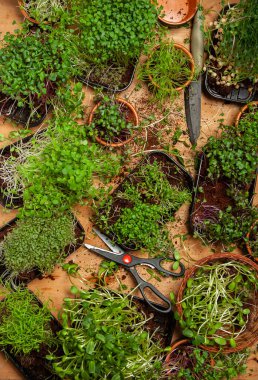 Farklı türde mikro yeşil dereotu filizleri. Evde tohum yetiştirme. Organik çiğ yiyecekler. Bezelye, roka, ayçiçeği, kırmızı lahana..
