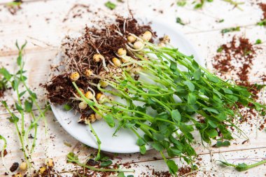 Farklı türde mikro yeşil dereotu filizleri. Evde tohum yetiştirme. Organik çiğ yiyecekler. Bezelye, roka, ayçiçeği, kırmızı lahana..