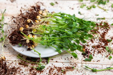 Farklı türde mikro yeşil dereotu filizleri. Evde tohum yetiştirme. Organik çiğ yiyecekler. Bezelye, roka, ayçiçeği, kırmızı lahana..