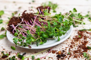 Farklı türde mikro yeşil dereotu filizleri. Evde tohum yetiştirme. Organik çiğ yiyecekler. Bezelye, roka, ayçiçeği, kırmızı lahana..