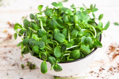 Farklı türde mikro yeşil dereotu filizleri. Evde tohum yetiştirme. Organik çiğ yiyecekler. Bezelye, roka, ayçiçeği, kırmızı lahana..